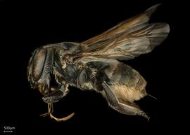   Megachile microsomanbsp; ?female lateral habitus, photo: Chelsey Ritner 
